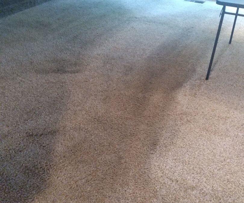 Carpet Cleaning Tigard OR for Move-Outs